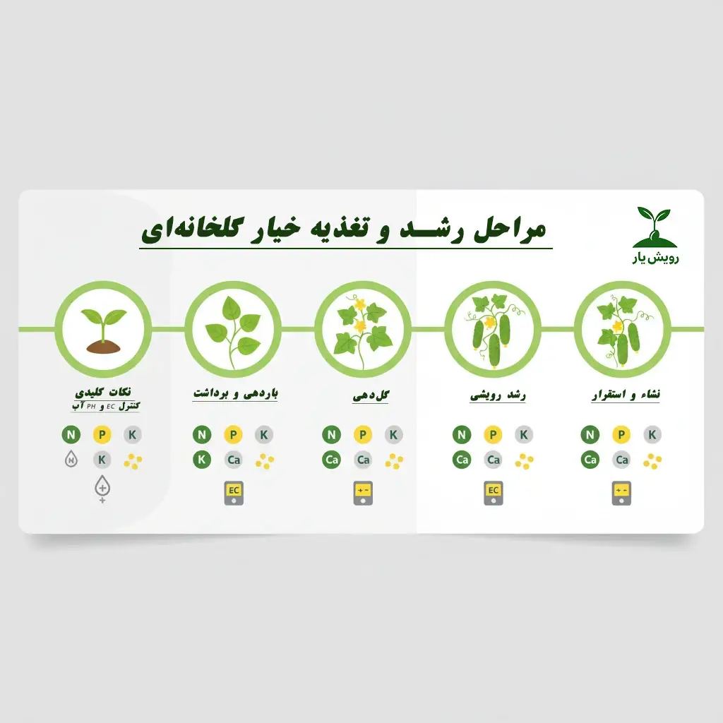 برنامه کوددهی خیار گلخانهای (راهنمای کامل و عملی) 2 کود دهی خیار گلخانه
