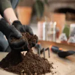 رویشیار؛ رشد بیشتر 23 side view hands holding potting soil