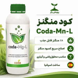 منگز کدا رویش یار