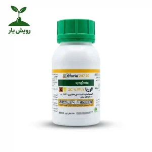 افوریا سینجنتا