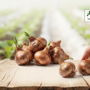 پیاز زعفرون